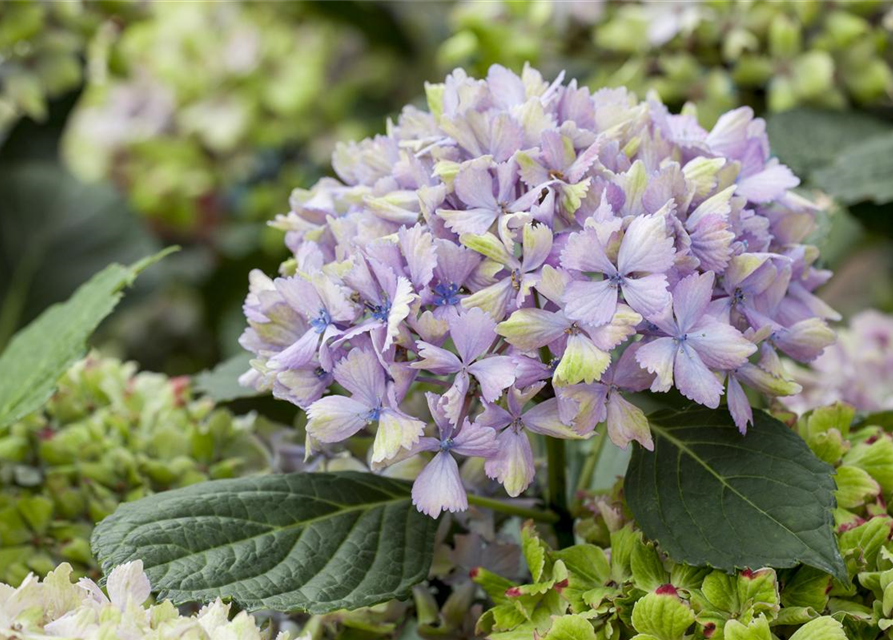 Hydrangea macrophylla 'Magical'® Amethyst