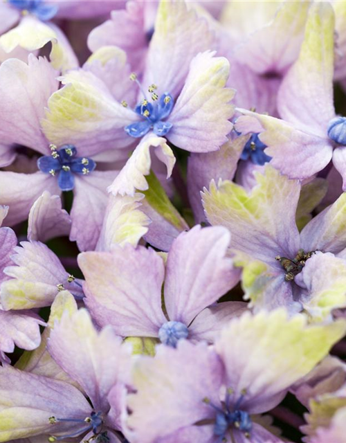 Hydrangea macrophylla 'Magical'® Amethyst