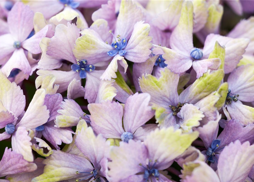 Hydrangea macrophylla 'Magical'® Amethyst