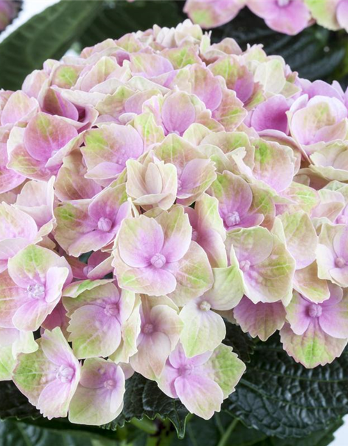 Hydrangea macrophylla 'Magical'® Amethyst