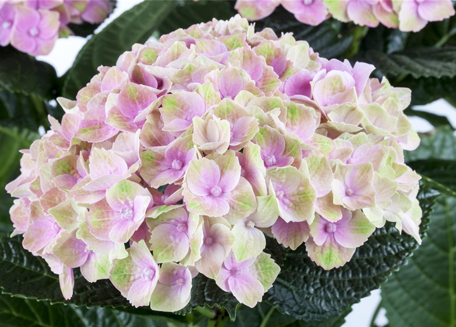 Hydrangea macrophylla 'Magical'® Amethyst