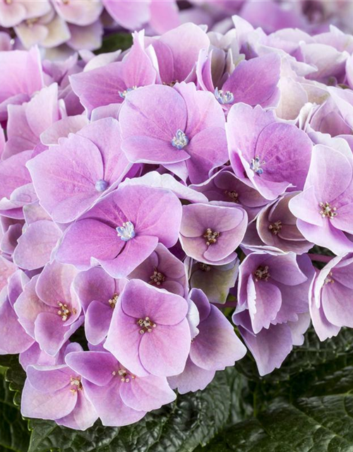 Hydrangea macrophylla 'Magical'® Amethyst