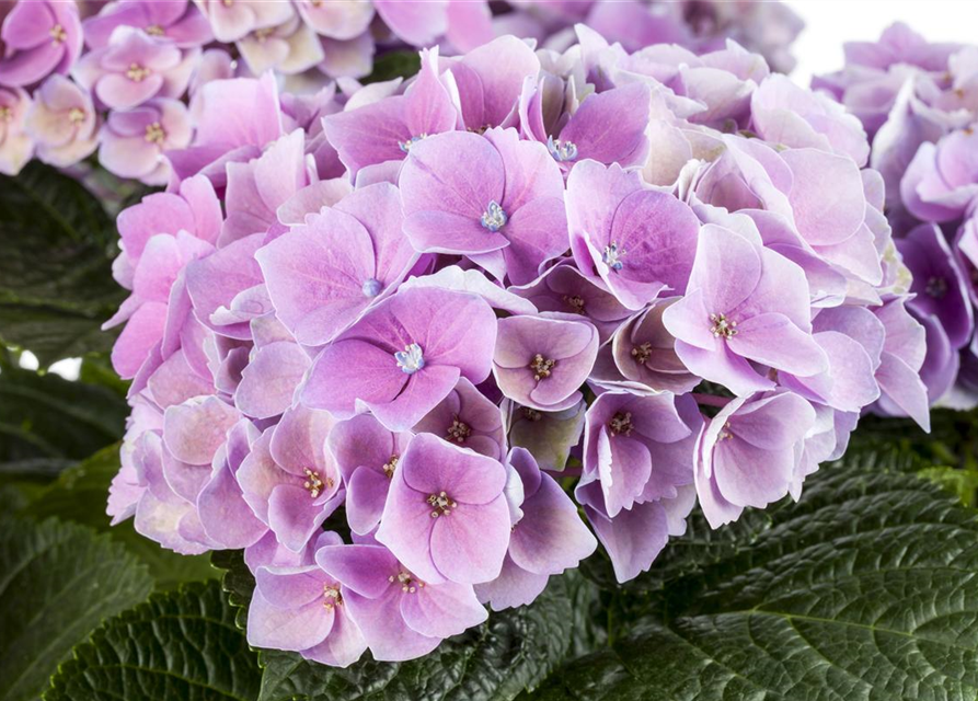 Hydrangea macrophylla 'Magical'® Amethyst