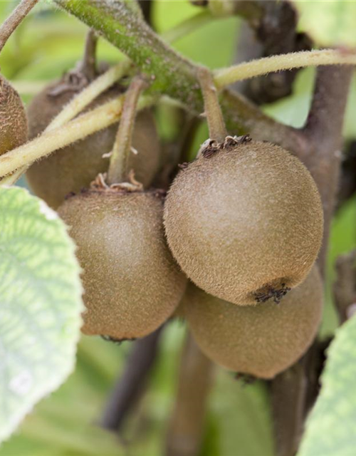 Actinidia chinensis 'Boskoop'