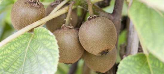 Actinidia chinensis 'Boskoop'