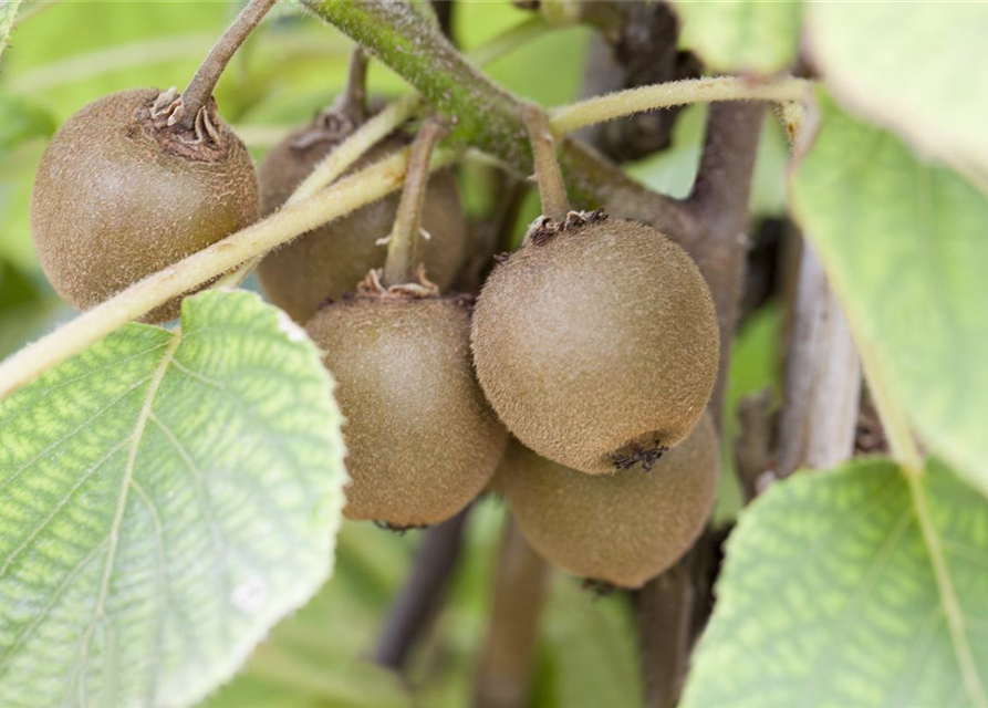 Actinidia chinensis 'Boskoop'