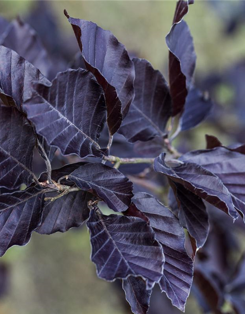 Fagus sylvatica 'Spaethiana'