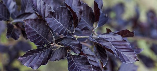 Fagus sylvatica 'Spaethiana'