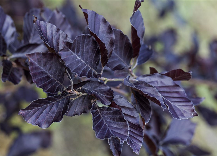 Fagus sylvatica 'Spaethiana'