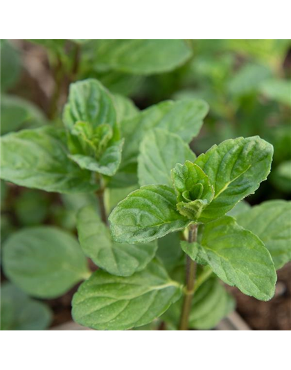 Mentha spicata 'Spearmint'