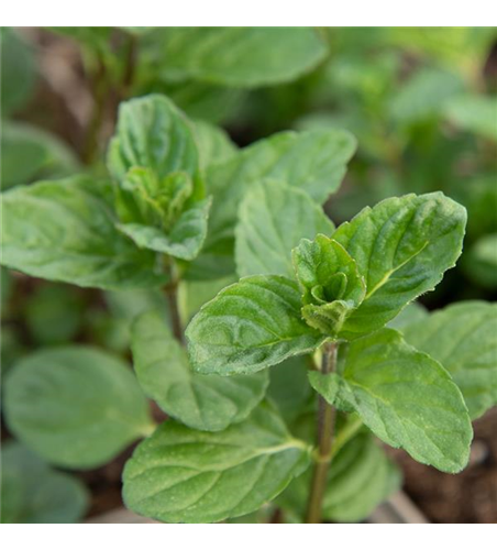 Mentha spicata 'Spearmint'