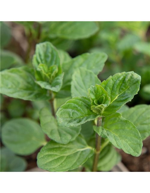 Mentha spicata Spearmint