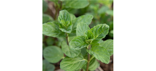 Mentha spicata 'Spearmint'