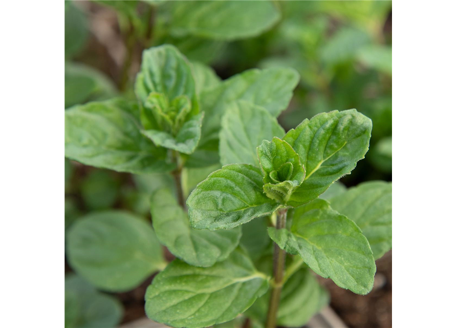 Mentha spicata Spearmint