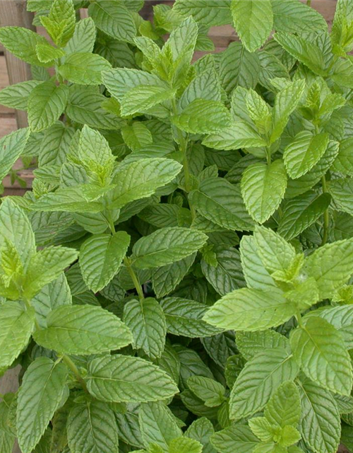 Mentha spicata Spearmint