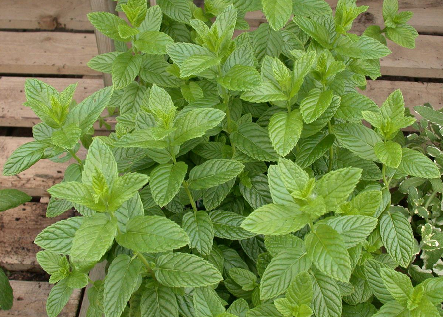 Mentha spicata Spearmint