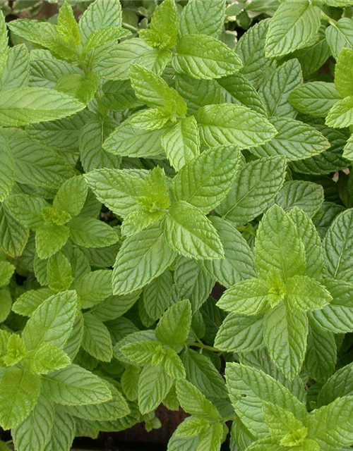 Mentha spicata Spearmint