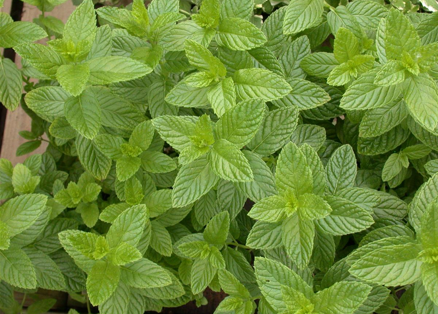 Mentha spicata Spearmint