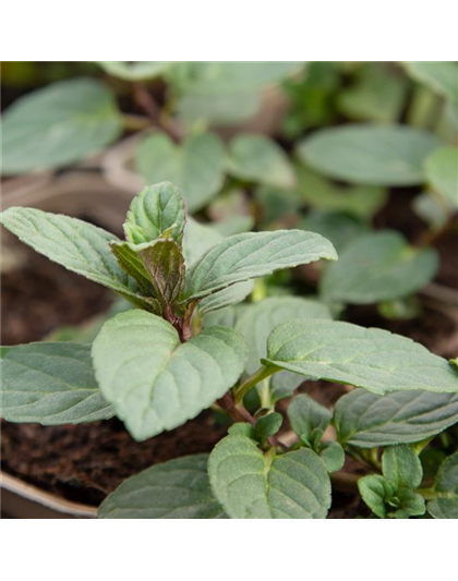 Mentha x piperita 'Chocolate'