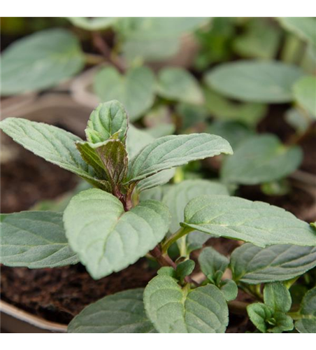 Mentha x piperita 'Chocolate'