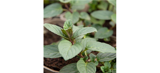 Mentha x piperita 'Chocolate'