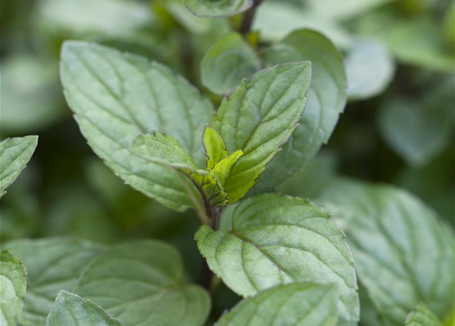 Mentha x piperita Chocolate