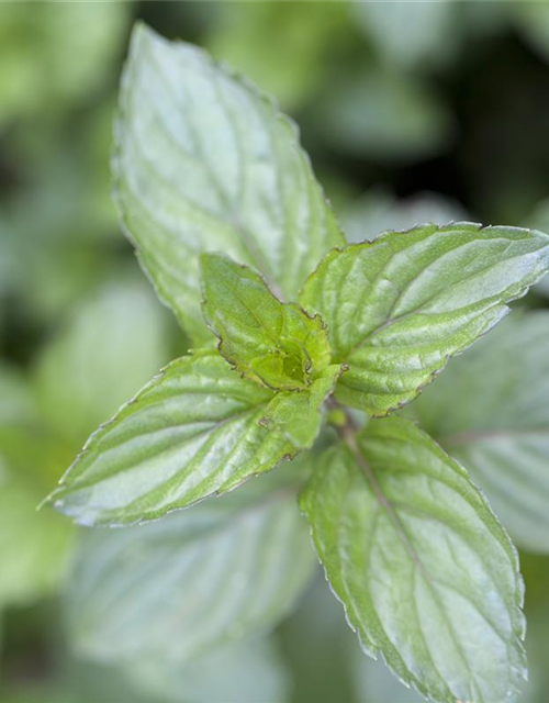 Mentha x piperita Chocolate