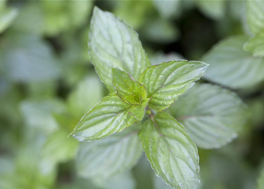 Mentha x piperita Chocolate