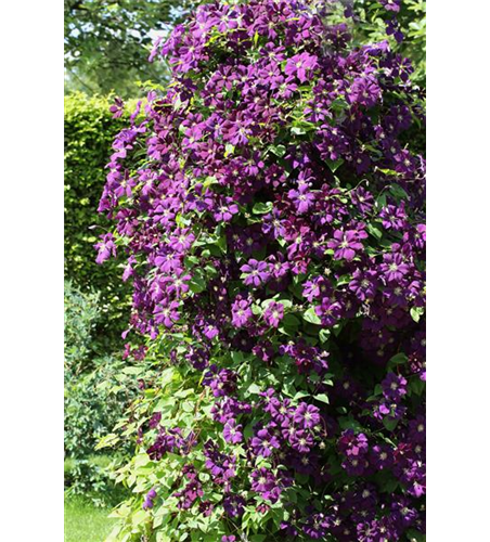 Clematis viticella 'Etoile Violette'