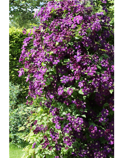 Clematis viticella 'Etoile Violette'