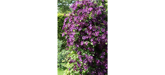 Clematis viticella 'Etoile Violette'