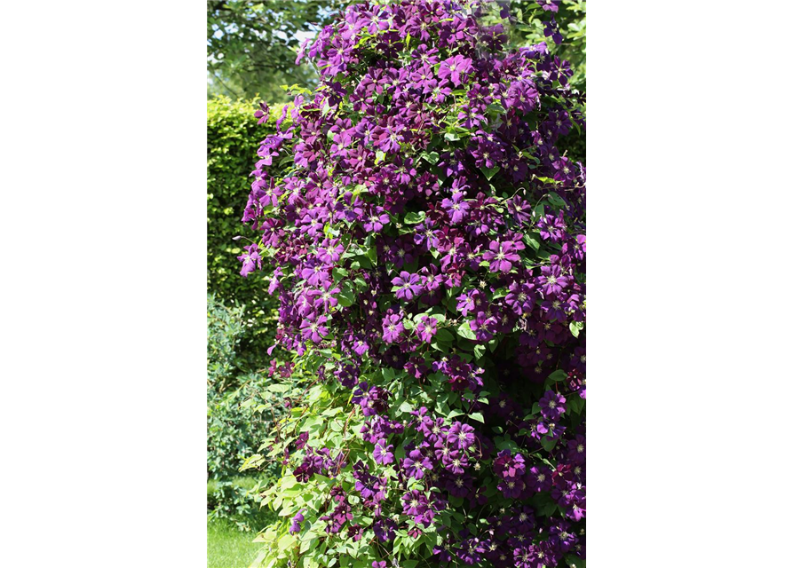 Clematis viticella 'Etoile Violette'