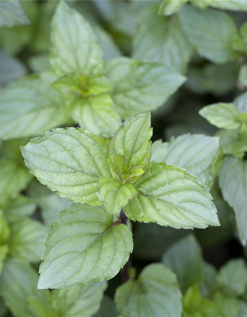 Mentha x piperita Chocolate