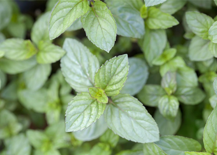 Mentha x piperita Chocolate