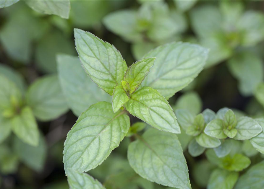 Mentha x piperita Chocolate