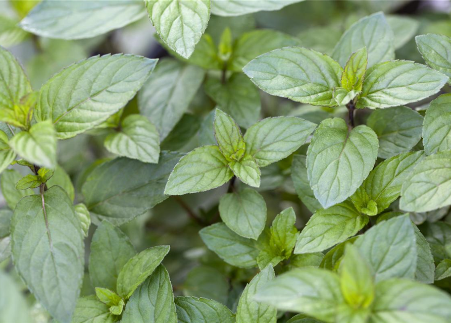 Mentha x piperita Chocolate