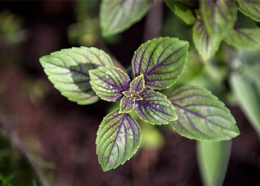 Mentha x piperita Chocolate