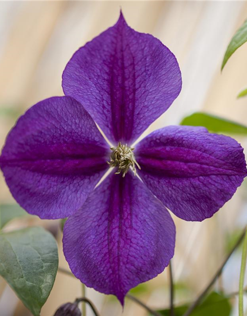 Clematis viticella 'Etoile Violette'