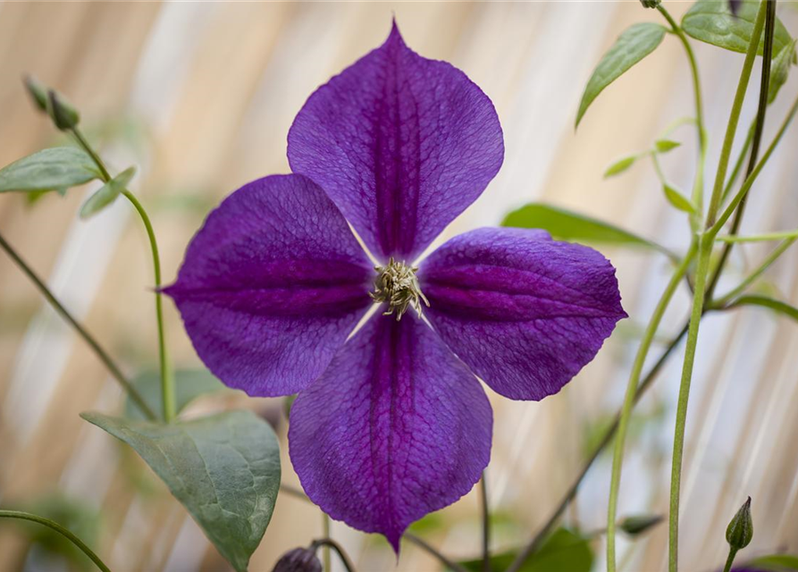 Clematis viticella 'Etoile Violette'