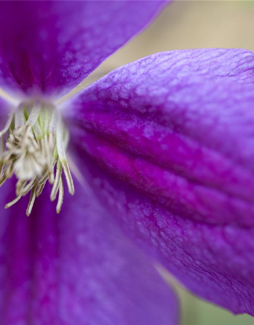 Clematis viticella 'Etoile Violette'