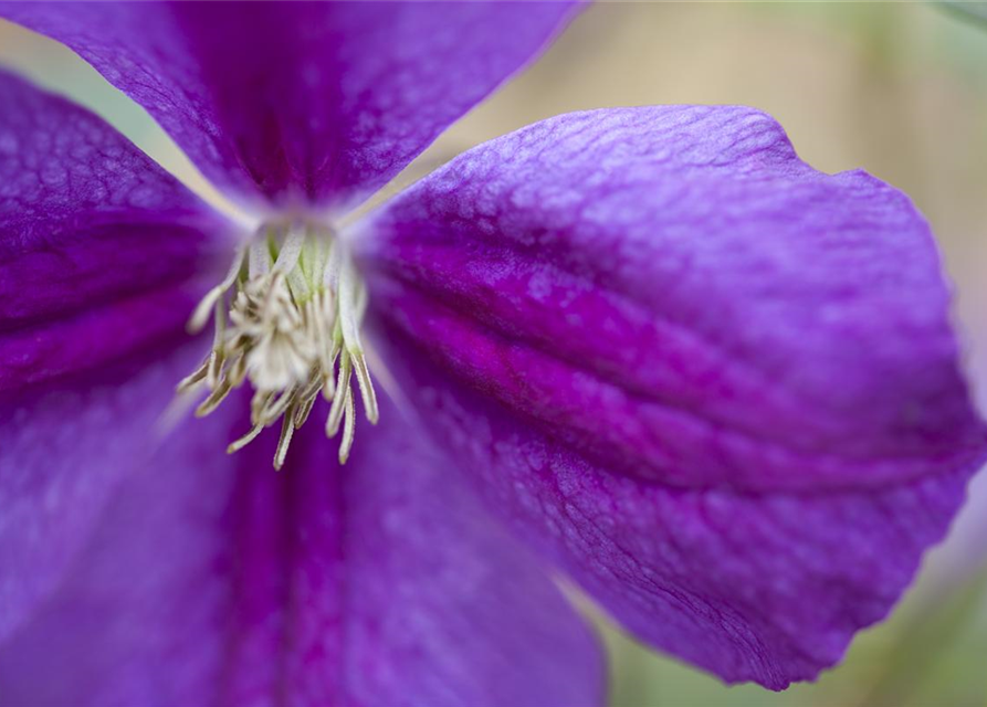 Clematis viticella 'Etoile Violette'