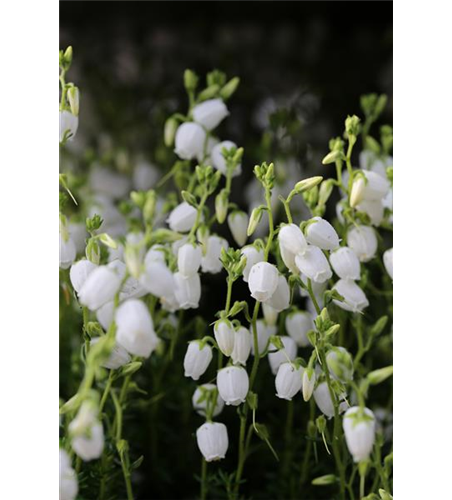 Daboecia cantabrica 'Alba'