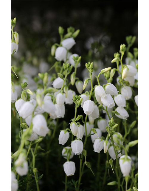 Daboecia cantabrica 'Alba'