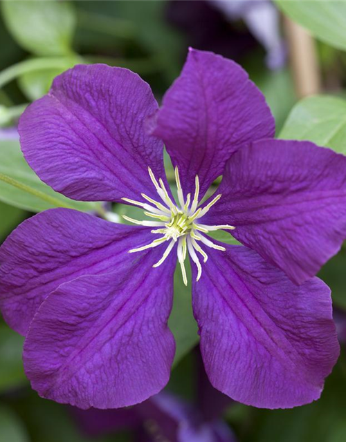 Clematis viticella 'Etoile Violette'