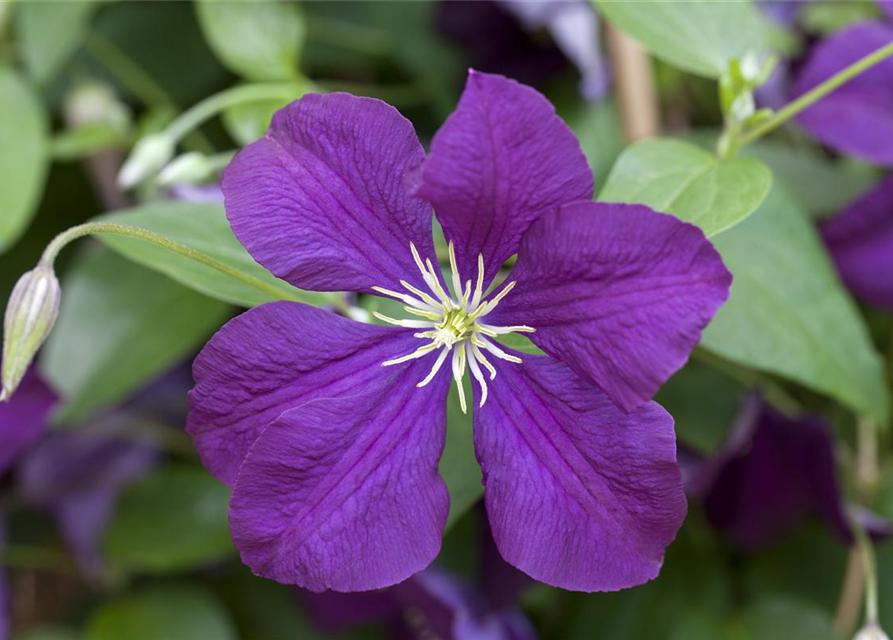 Clematis viticella 'Etoile Violette'