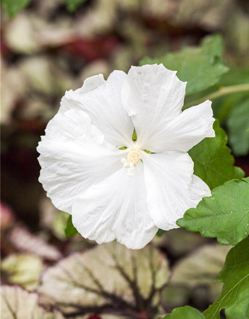 Hibiscus syriacus 'Diana'