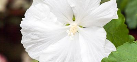 Hibiscus syriacus 'Diana'