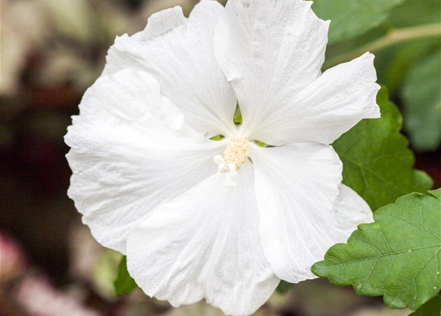 Hibiscus syriacus 'Diana'