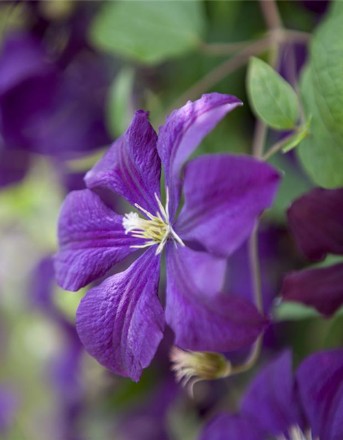 Clematis viticella 'Etoile Violette'