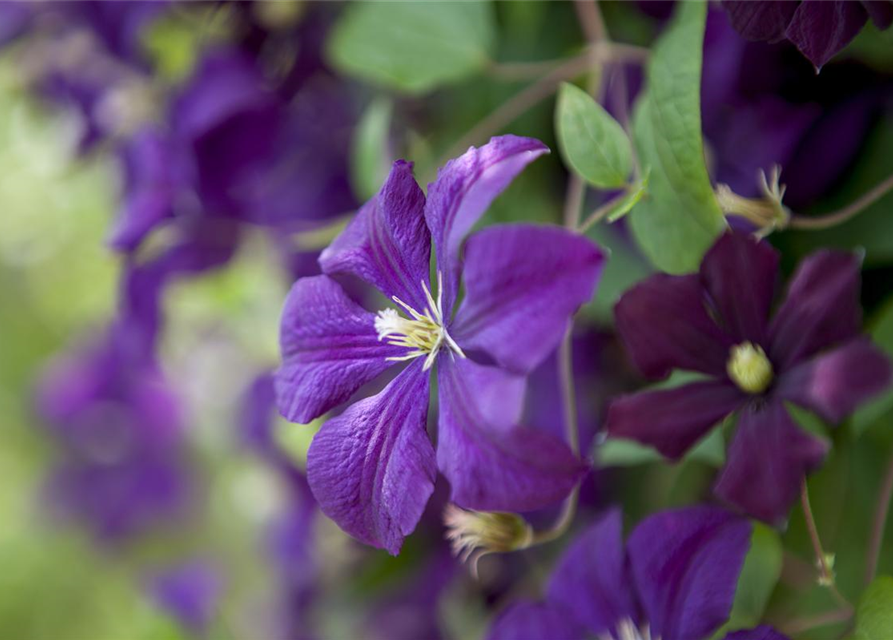 Clematis viticella 'Etoile Violette'